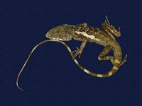 藏品(斯文豪氏攀蜥)的圖片